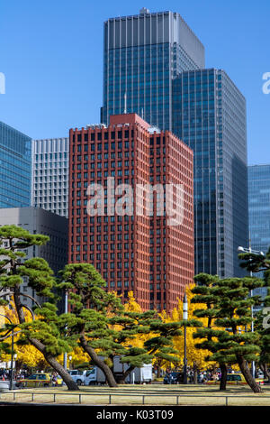 Pins sur fond d'immeubles de bureaux modernes dans la région de Park, Tokyo, Japon.L'automne dans un jardin dans le centre de Tokyo Banque D'Images