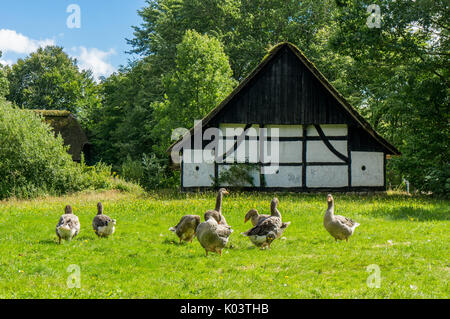 Troupeau d'oies mangent de l'herbe en face de la ferme de pignon Banque D'Images