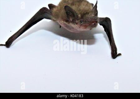 Pipistrelle commune bat sur fond blanc Banque D'Images