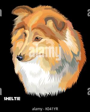 Portrait coloré de Sheltie (Shetland Sheepdog) vector illustration isolé sur fond noir Illustration de Vecteur