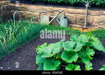 Jardin avec des légumes et deux vieux arrosoirs Banque D'Images