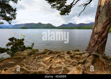 Les racines des arbres à Derwent Water, UK Banque D'Images