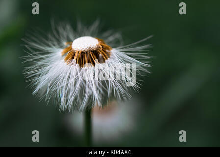 Fruit d'Asteraceae sur les Préalpes italiennes. Banque D'Images
