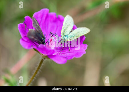 Forester papillon sur la tête des grands ormes dans le Nord du Pays de Galles UK Banque D'Images