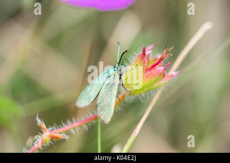 Forester papillon sur la tête des grands ormes dans le Nord du Pays de Galles UK Banque D'Images