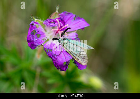 Forester papillon sur la tête des grands ormes dans le Nord du Pays de Galles UK Banque D'Images