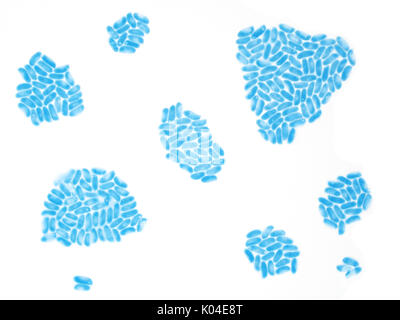 La lumière d'une micrographie sauvages comestibles (pleurote Pleurotus sp.), les spores colorées avec le bleu de méthyle, sur la photo est d'environ 170 micromètres de large Banque D'Images