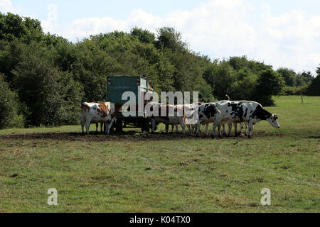 Les vaches dans le champ à côté rue de la chapelle, saint valery sur Somme, Somme, hauts de france, france Banque D'Images