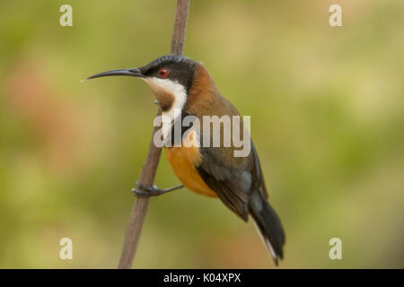 Spinebill orientale Acanthorhynchus tenuirostris, à Tyaak, Victoria, Australie Banque D'Images