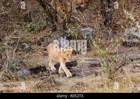 Cute jeunes tranquille Mara lion (Panthera leo), marchant lentement le long de remplissage sur les roches, Masai Mara, Kenya Banque D'Images