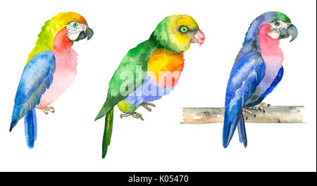Les perroquets à la main à l'aquarelle Banque D'Images
