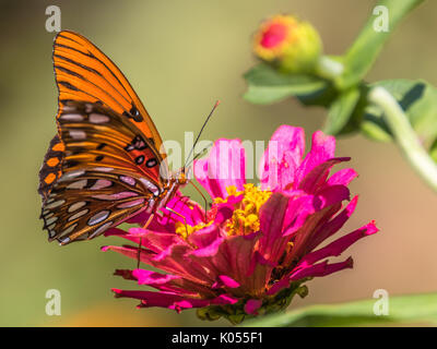 Photo gros plan horizontal d'orange papillon sur un zinnia rose sur fond vert. Banque D'Images