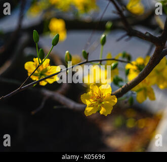 Close-up de Ochna integerrima fleurs au printemps dans le sud du Vietnam. Ochna integerrima est un arbre ou arbuste à feuilles caduques qui peut atteindre jusqu'à 12 mètres Banque D'Images