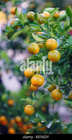 Kumquats et fruits. Dans presque chaque foyer achats cruciale pour inclure le Tet peach fleurs et plantes kumquat. Banque D'Images