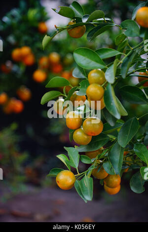 Kumquats et fruits à jardin. Dans presque chaque foyer achats cruciale pour inclure le Tet peach fleurs et plantes kumquat. Banque D'Images