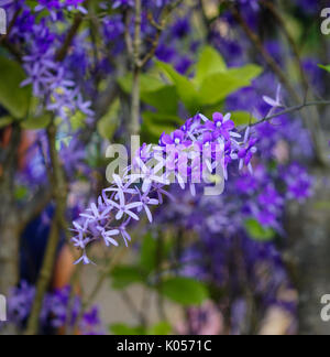 Petrea volubilis fleurs à journée ensoleillée au printemps. Banque D'Images