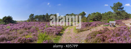 Un chemin à travers la bruyère en fleurs dans les dunes de Schoorl, aux Pays-Bas sur une journée ensoleillée. Banque D'Images