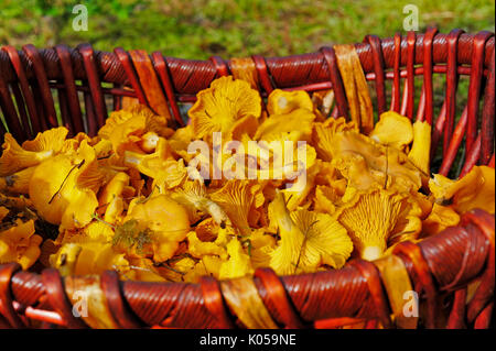 Champignons comestibles Chanterelle dans panier en osier Banque D'Images