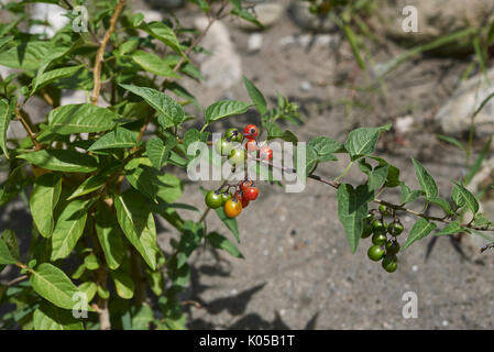 Solanum dulcamara fruits Banque D'Images