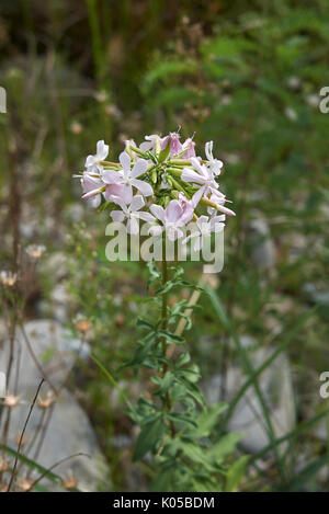 Saponaria officinalis bloom Banque D'Images