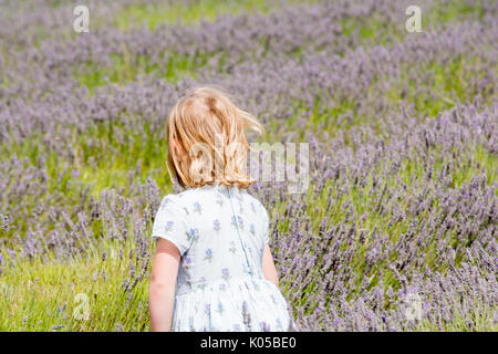 Jeune fille la cueillette des fleurs dans une prairie d'été, l'enfant est la collecte de la lavande Banque D'Images