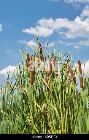 Typha latifolia close up Banque D'Images