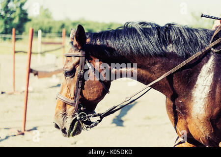 Portrait de beau cheval sellé avec crinière noire Banque D'Images