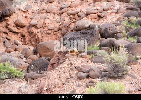 Chien de prairie, un rongeur sauvage dans les rochers des canyons de l'Utah, USA. Banque D'Images