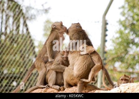 Famille de toque macaque embrasser et s'étreindre sur une journée ensoleillée Banque D'Images