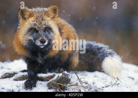 Red Fox (Vulpes fulva ) Minnesota, USA cross fox phase dans la neige Banque D'Images