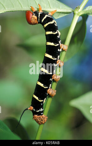 Hawk Moth frangipanier Pseudosphinx tetrio, Caterpillar, Tobago, l'alimentation, on leaf Banque D'Images