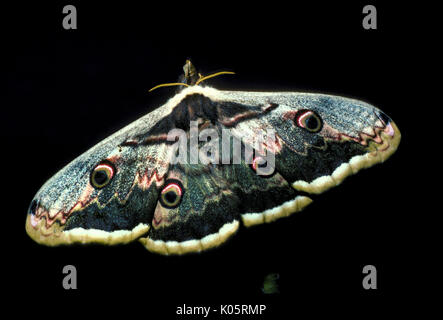 Papillon Paon géant, Saturnia pyri, Europe, plus grand papillon d'Europe aussi appelé Grand Peacock Moth, Empereur géant ou papillon empereur viennois, Hot Wings o Banque D'Images