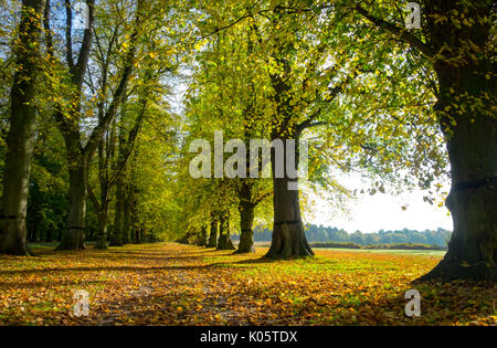 Lime Tree avenue au clumber park in autumn Banque D'Images