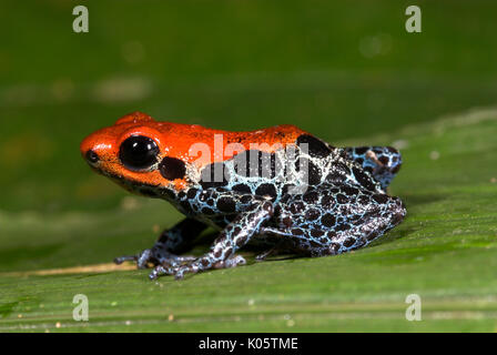 Dos rouge Poison Frog, ou poison réticulée, grenouilles Dendrobates reticulatus, sur feuilles de jungle, Iquitos, dans le nord du Pérou, en Amérique du Sud, noir repéré blu Banque D'Images