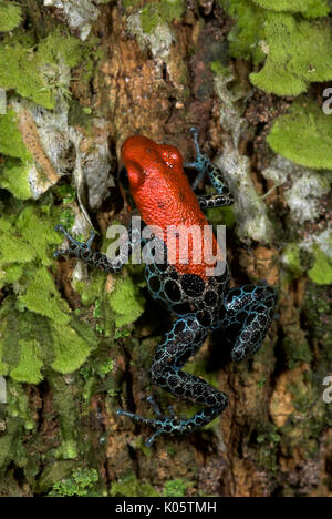 Dos rouge Poison Frog, ou poison réticulée, grenouilles Dendrobates reticulatus, sur tronc d'arbre moussu jungle, Iquitos, dans le nord du Pérou, en Amérique du Sud, noir sp Banque D'Images