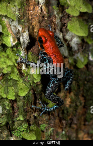 Dos rouge Poison Frog, ou poison réticulée, grenouilles Dendrobates reticulatus, sur tronc d'arbre moussu jungle, Iquitos, dans le nord du Pérou, en Amérique du Sud, noir sp Banque D'Images