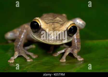 Rire commun Grenouille, Osteocephalus taurinus, nocturne, arboricole, sur feuilles de jungle, Iquitos, dans le nord du Pérou, . Banque D'Images