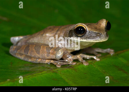 Rire commun Grenouille, Osteocephalus taurinus, nocturne, arboricole, sur feuilles de jungle, Iquitos, dans le nord du Pérou, . Banque D'Images