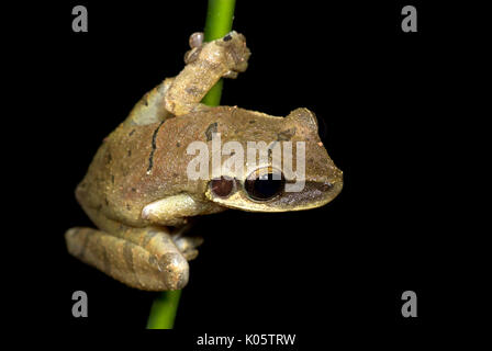 Rire commun Grenouille, Osteocephalus taurinus, arboricole, nocturne, sur la tige dans la jungle, Iquitos, dans le nord du Pérou, . Banque D'Images