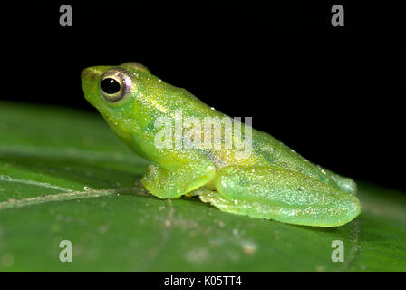 Grenouille de verre, Hyla punctata, Iquitos, dans le nord du Pérou, sur feuille, vert avec des taches rouges, trouvés dans les arbres , la forêt inondée, carnivore, proie comprend Banque D'Images