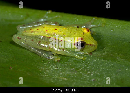 Grenouille de verre, Hyla punctata, Iquitos, dans le nord du Pérou, sur feuille, vert avec des taches rouges, trouvés dans les arbres , la forêt inondée, carnivore, proie comprend Banque D'Images