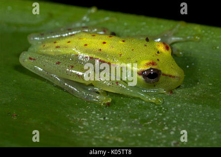 Grenouille de verre, Hyla punctata, Iquitos, dans le nord du Pérou, sur feuille, vert avec des taches rouges, trouvés dans les arbres , la forêt inondée, carnivore, proie comprend Banque D'Images