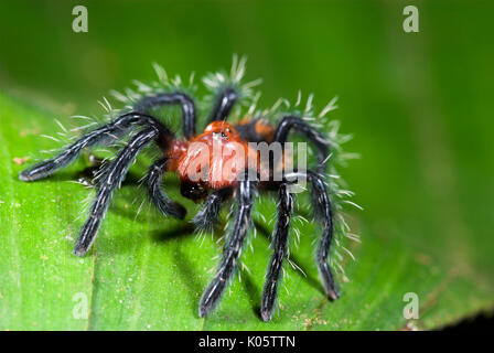 Bébé Tarantula, sp. inconnue, Famille : Theraphosidae, Iquitos, Pérou, jungle, amazon, sur feuille, abdomen rouge et carpace bleu et jambes poilues, Banque D'Images