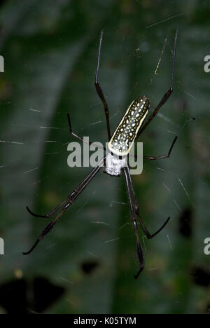 Golden Orb Weaver spider, Nephila sp., peut-être N. clavipes, Manu, au Pérou, le web, jungle, amazon, noir et jaune de l'abdomen tachetés, Banque D'Images