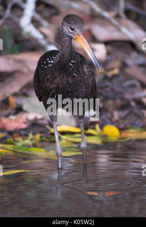 Aramus guarauna Limpkin,, Cocha Salvador, se nourrissant d'escargots au bord du lac, Manu, Pérou, Jungle Amazonienne, l'Amérique du Sud, la pêche. Banque D'Images