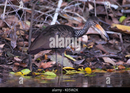 Aramus guarauna Limpkin,, Cocha Salvador, se nourrissant d'escargots au bord du lac, Manu, Pérou, Jungle Amazonienne, l'Amérique du Sud, la pêche. Banque D'Images