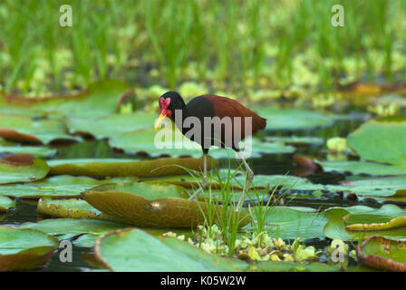 Jacana jacana Jacana, caronculée, marchant sur les feuilles de nénuphar, Blanco Lake, Manu, Pérou, Jungle Amazonienne, l'Amérique du Sud, . Banque D'Images