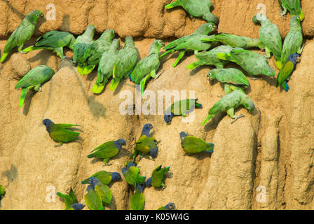 Les perroquets, Amazona farinosa Mealy, sel à lécher l'argile, Manu, Pérou, Jungle Amazonienne, vert, groupe se nourrissant d'éléments nutritifs du sel qui aide avec le régime alimentaire des toxi Banque D'Images