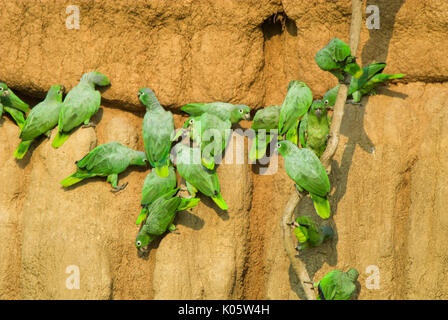 Les perroquets, Amazona farinosa Mealy, sel à lécher l'argile, Manu, Pérou, Jungle Amazonienne, vert, groupe se nourrissant d'éléments nutritifs du sel qui aide avec le régime alimentaire des toxi Banque D'Images