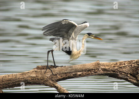 Cocoi Héron, Ardea cocoi héron à col blanc, ou, au décollage, en vol,Cocha Salvador, Manu, Pérou, Jungle Amazonienne, volant, du mouvement. Banque D'Images